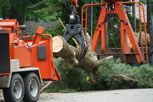 Best Tree Clearing Services  in Warrington, FL